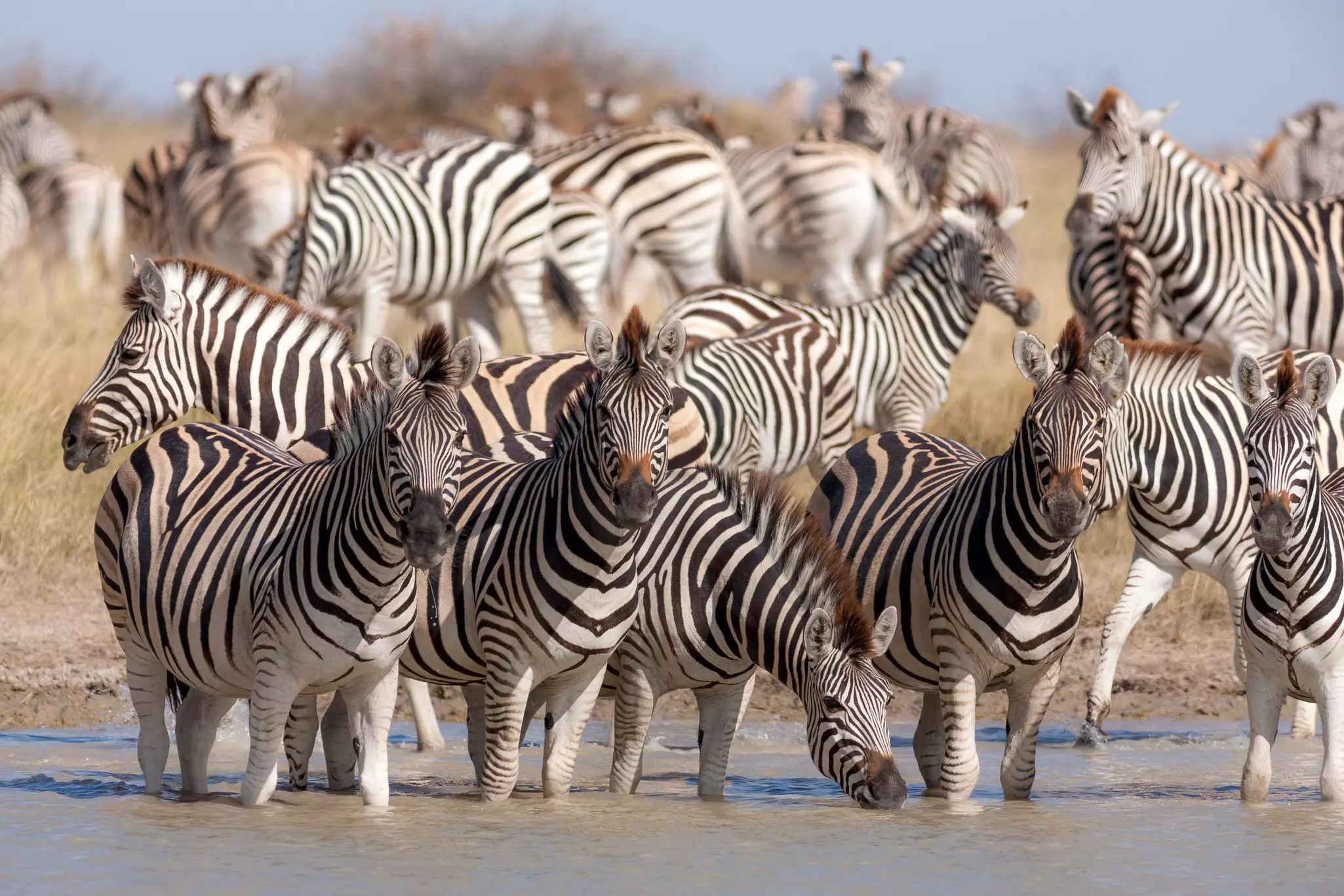 A large group of zebras wading in a river for a drink in Makgadikgadi Pans National Park.
