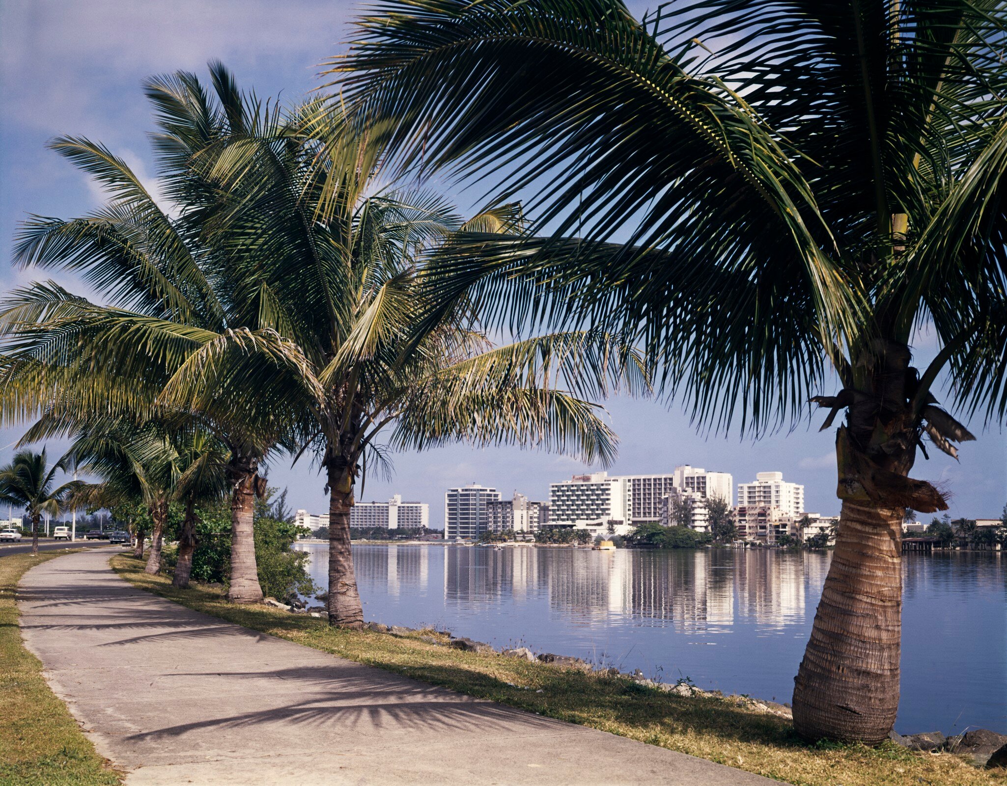 1960s PALM TREE LINED...