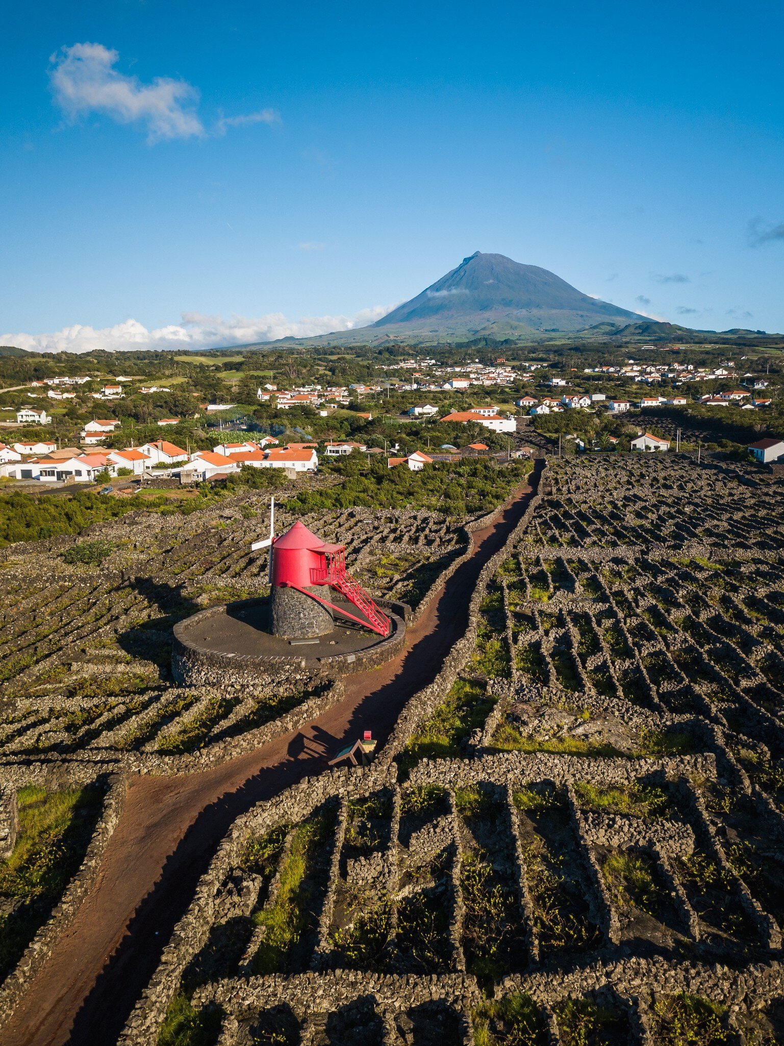 Vineyards divided by rock walls; a mountain is in the background, and a red windmill in the foreground.