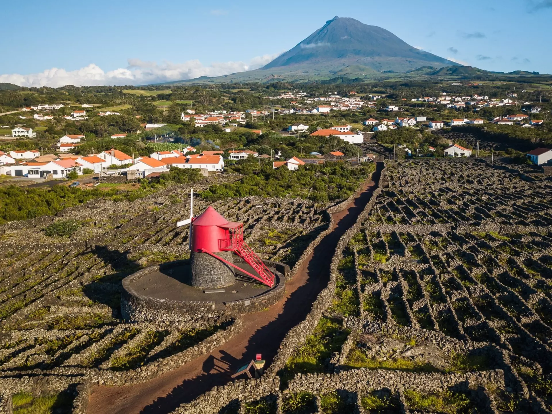 Vineyards divided by rock walls; a mountain is in the background, and a red windmill in the foreground.