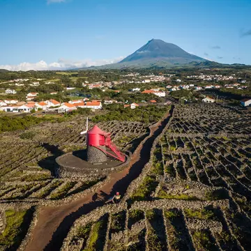 Vineyards divided by rock walls; a mountain is in the background, and a red windmill in the foreground.