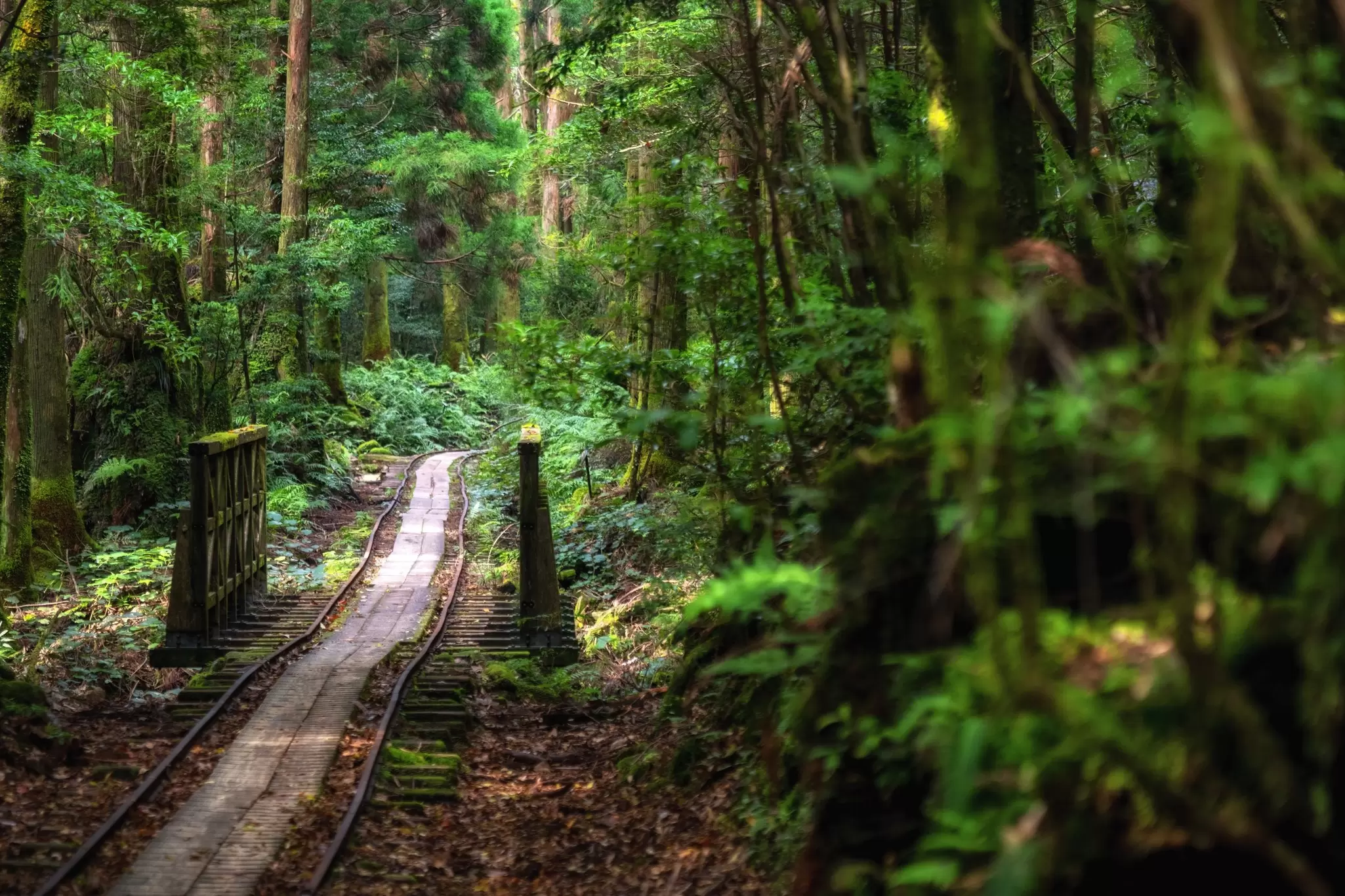 A wooden railing on a portion of a trail through a green forest.