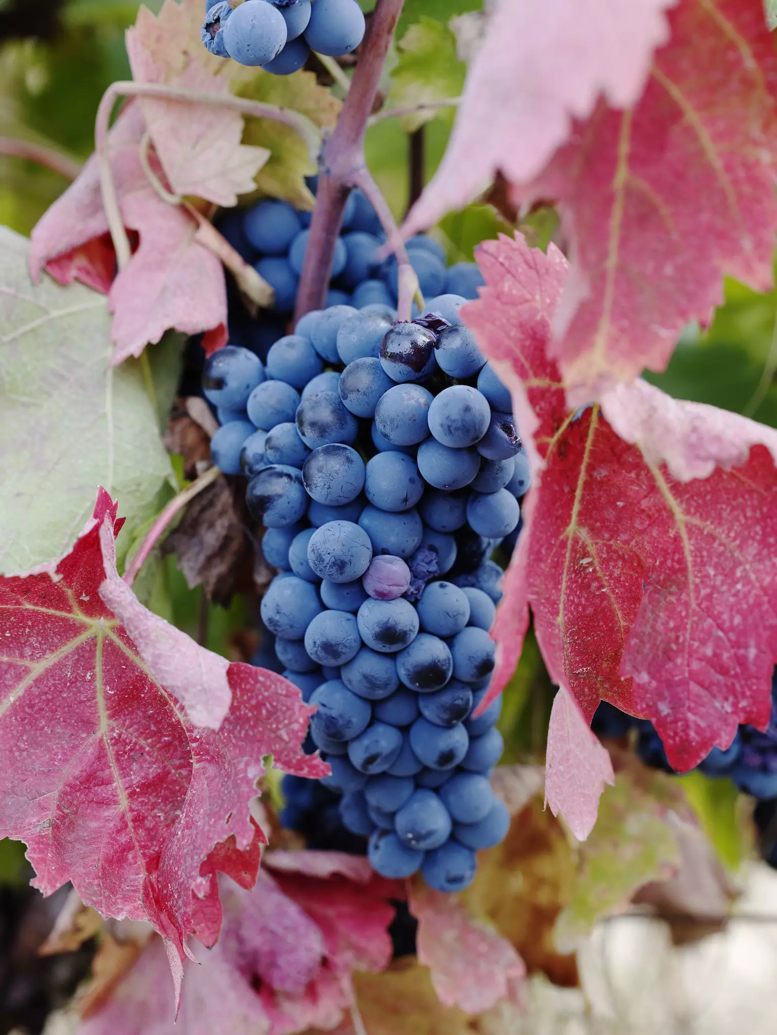 Purple grapes growing on vine in vineyard in Nemea, Greece