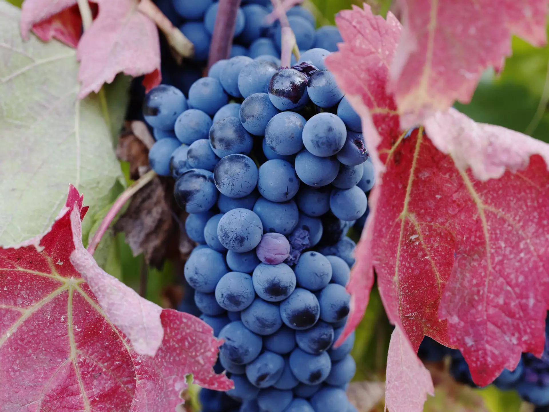 Purple grapes growing on vine in vineyard in Nemea, Greece