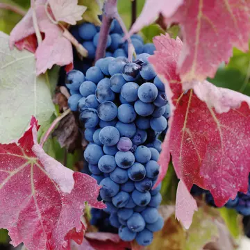 Purple grapes growing on vine in vineyard in Nemea, Greece