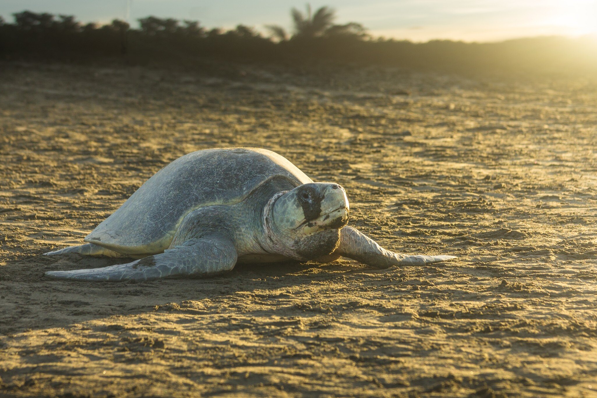 Olive ridley sea turtle on the sand in Ostional Nacional Wildlife Refuge. (Lepidochelys olivacea); Shutterstock ID 2059930346; purchase_order: 65050; job: POIs; client: Lonely Planet; other: digital download