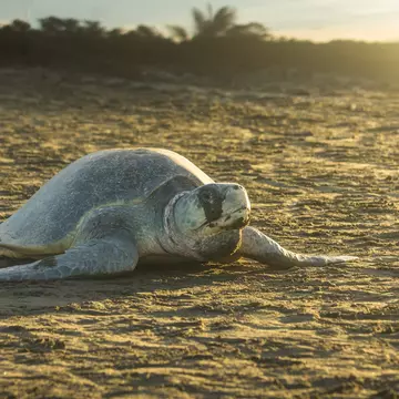 Olive ridley sea turtle on the sand in Ostional Nacional Wildlife Refuge. (Lepidochelys olivacea); Shutterstock ID 2059930346; purchase_order: 65050; job: POIs; client: Lonely Planet; other: digital download