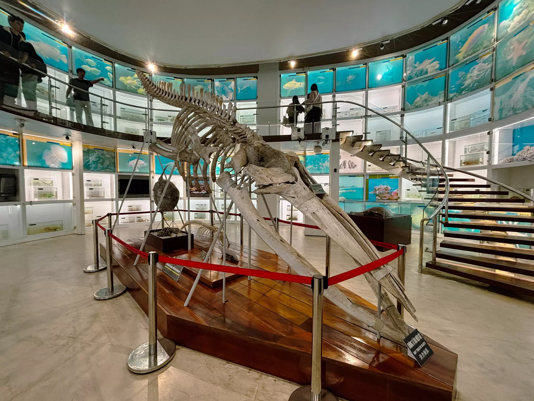 A whale skeleton on display at the Quang Ninh Museum in Halong City, Vietnam
