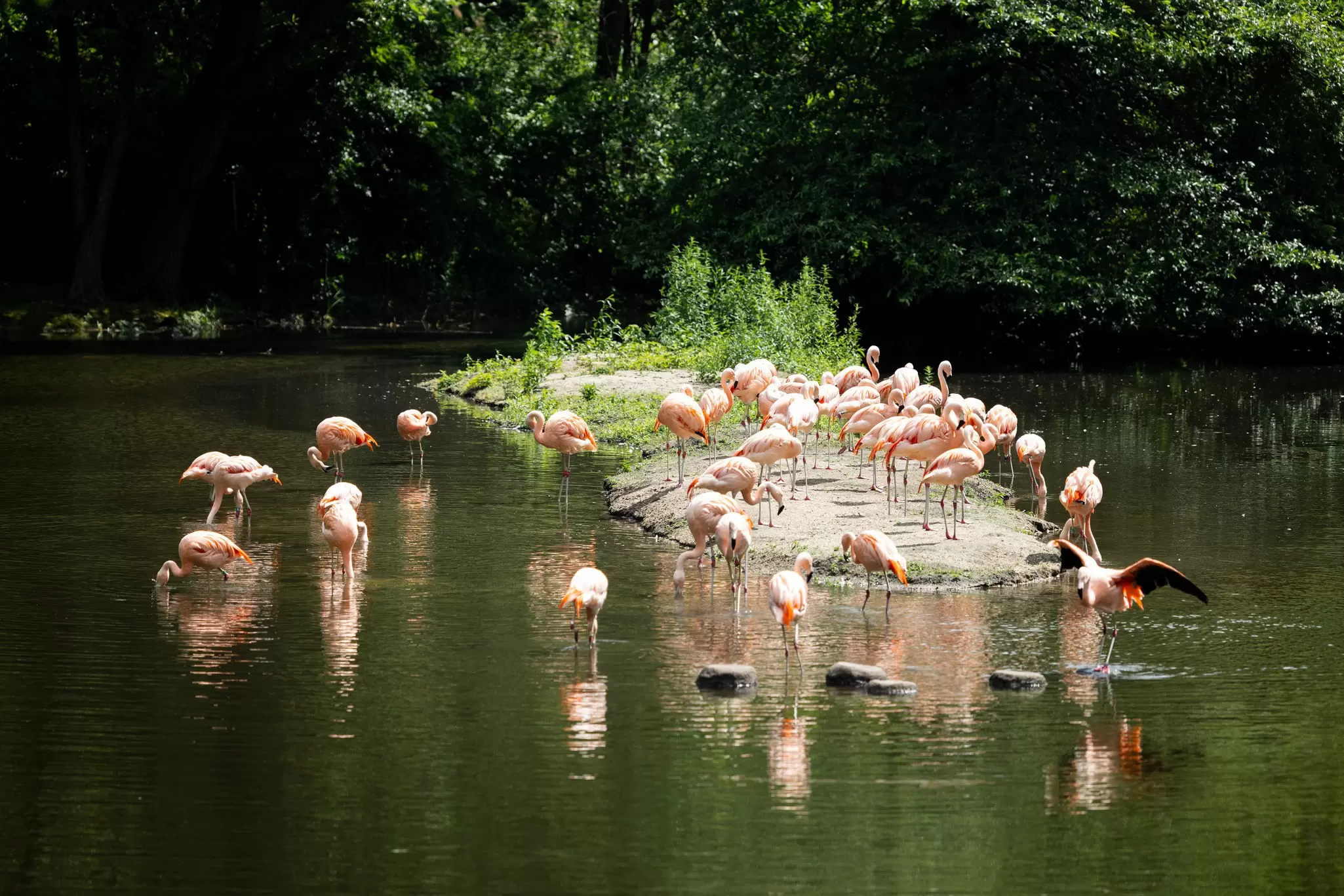 A group of long-legged pink birds gathered on a small island surrounded by water at the Bronx Zoo, NYC