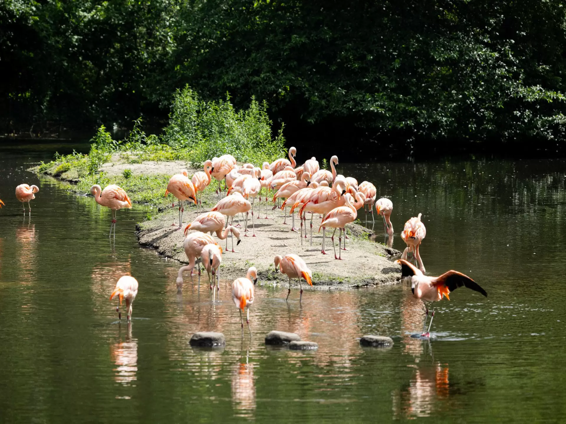 A group of long-legged pink birds gathered on a small island surrounded by water at the Bronx Zoo, NYC