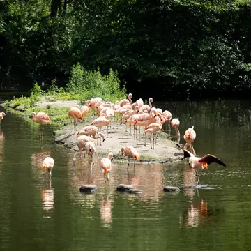 A group of long-legged pink birds gathered on a small island surrounded by water at the Bronx Zoo, NYC
