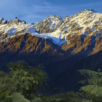 Jagged snow-dusted mountains lit gold at dawn above a shadowed valley, with tree ferns and flax in the foreground.