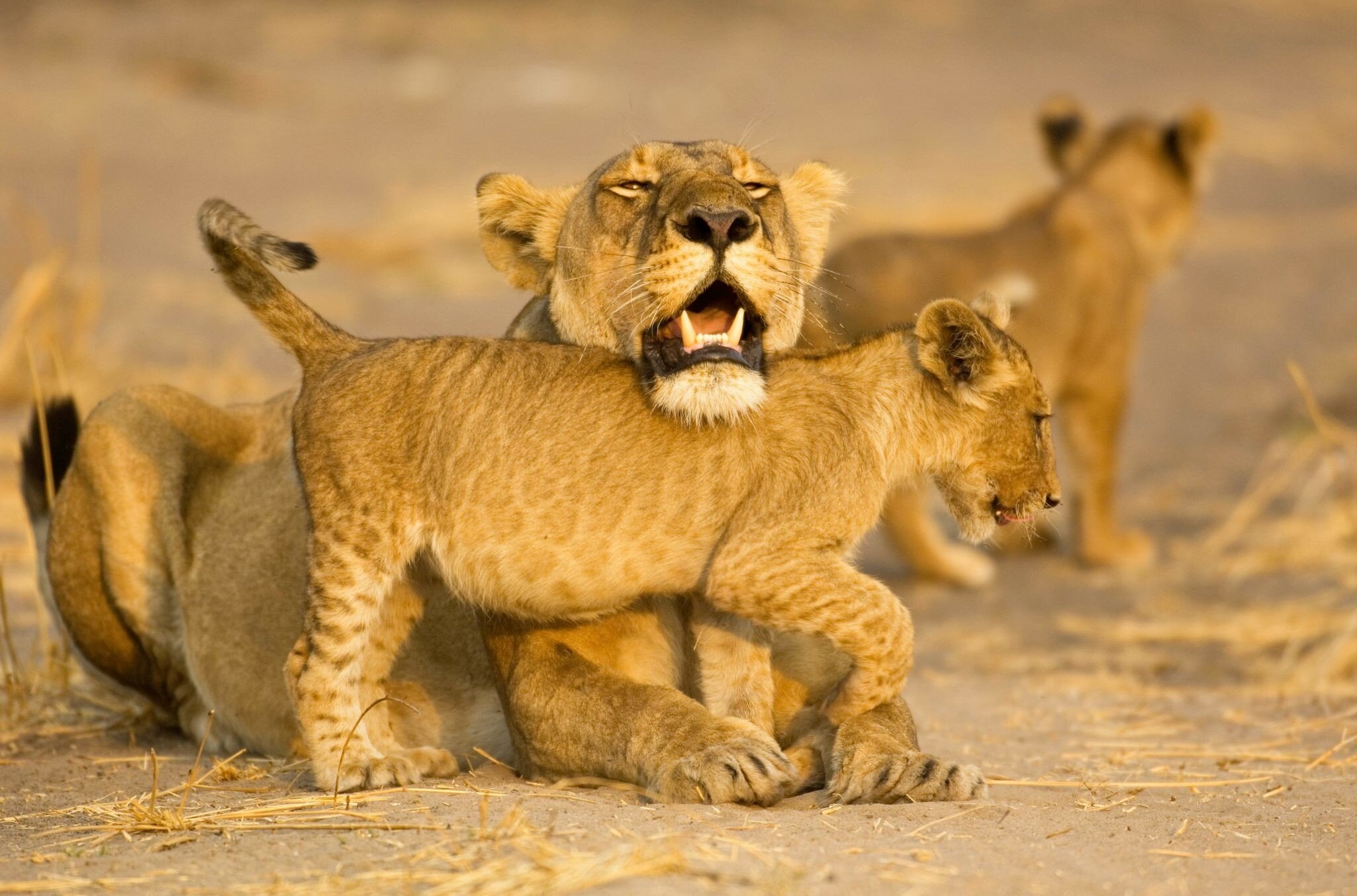 Katavi National Park, Tanzania
Lioness (Panthera leo) resting chin on cub's back - stock photo

