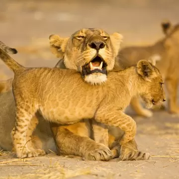 Katavi National Park, Tanzania
Lioness (Panthera leo) resting chin on cub's back - stock photo

