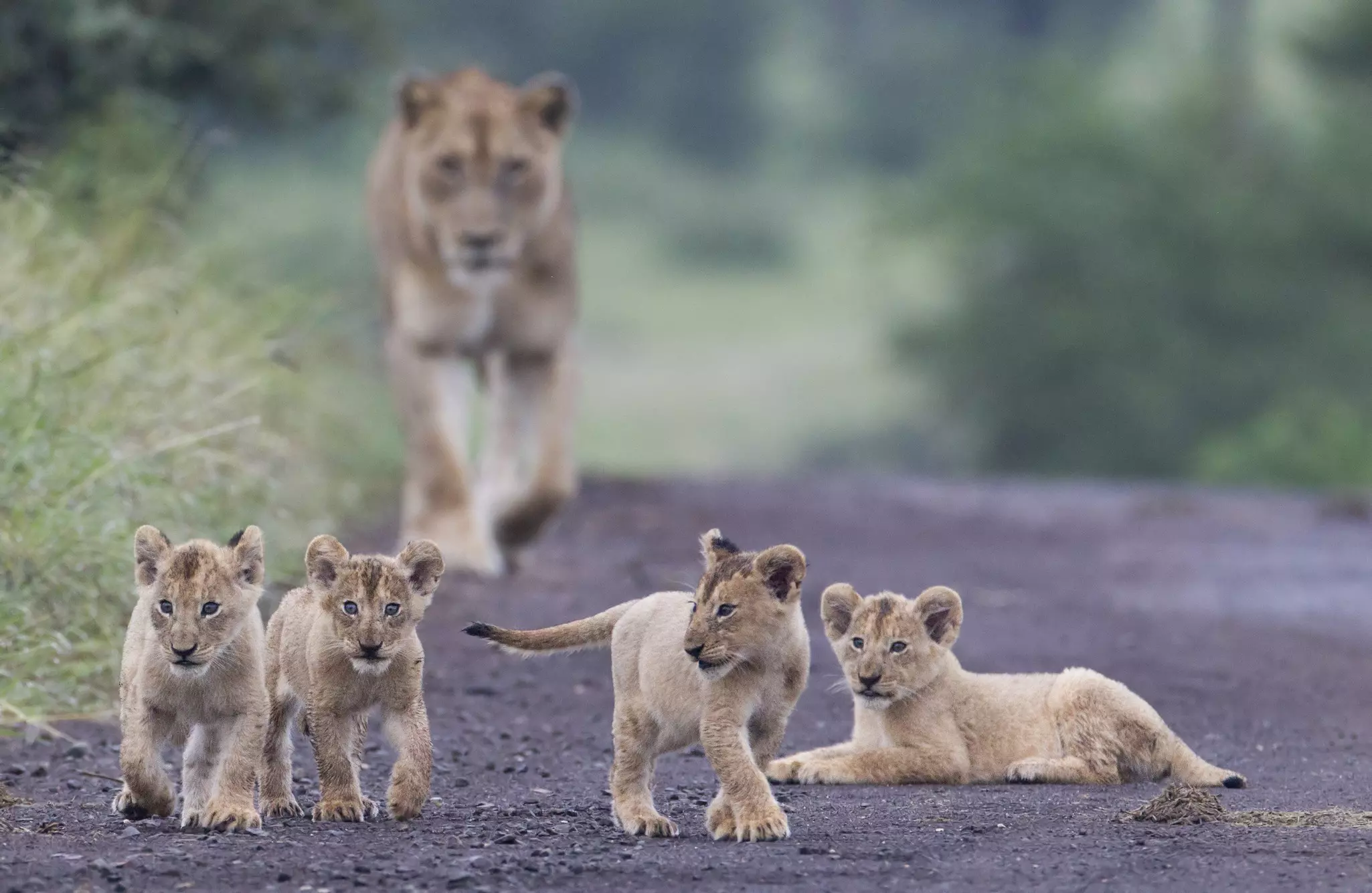 Four lion cubs walk at the edge of a road near the undergrowth followed by a watchful mother lion