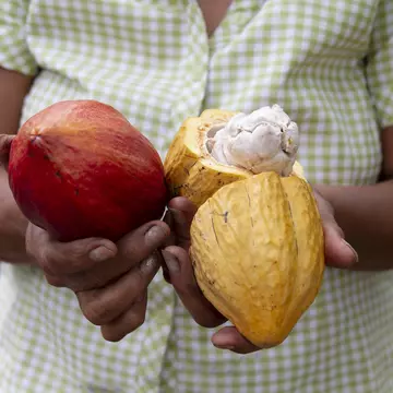 From traditional street food to straight-from-the-sea-ceviche to the world's best chocolate, here's our list of the best dishes to try in Ecuador © holgs / Getty Images
