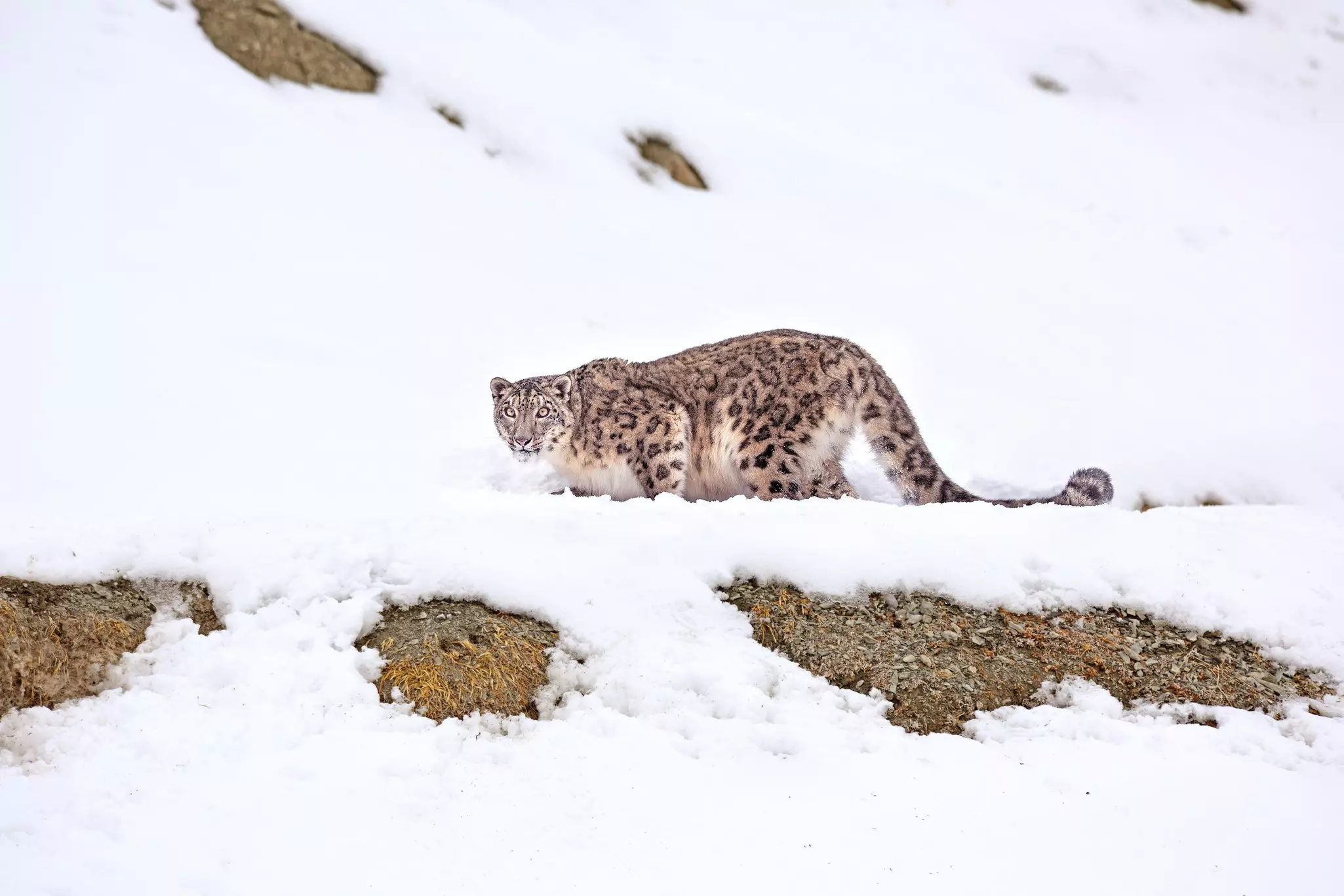 Snow Leopard close-up at Hemis National Park, Ladakh, India.