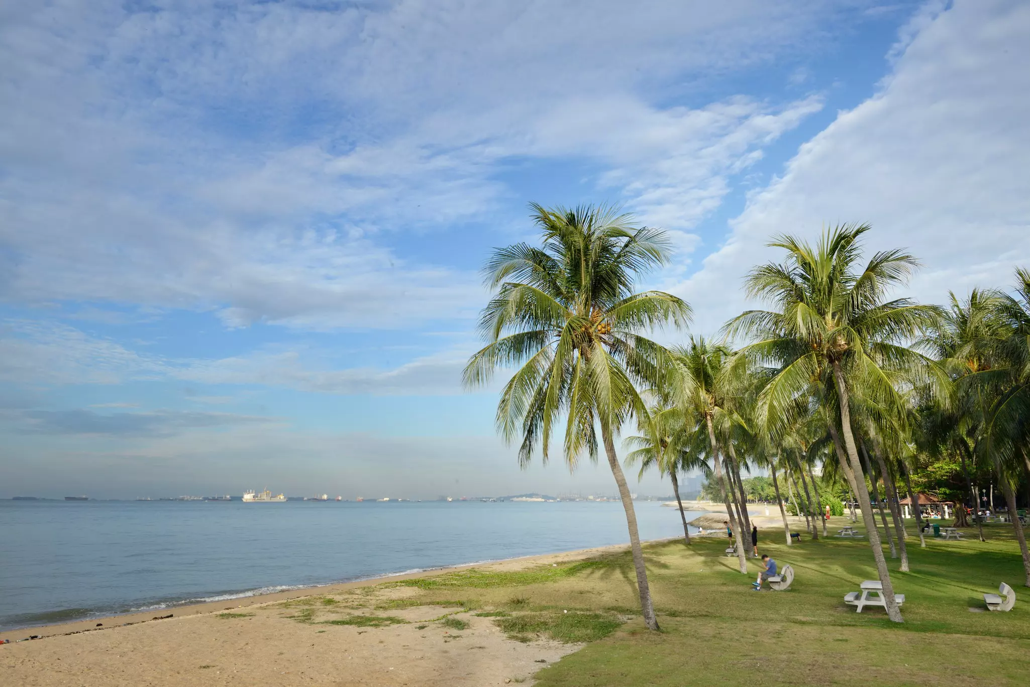 A beachside park with shade under palm trees.
