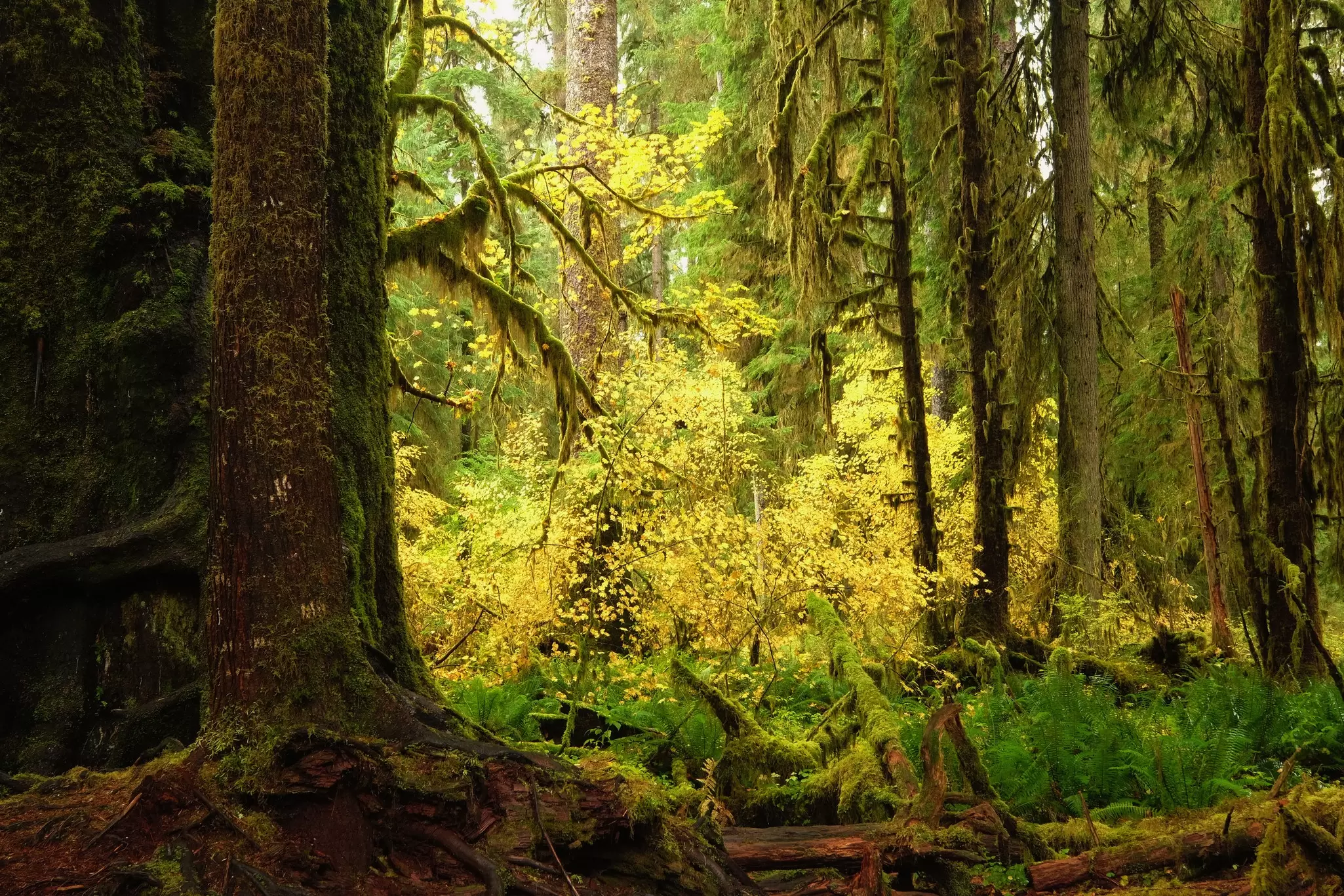 Explore the Olympic Peninsula's lush temperate rainforest during your visit to the Pacific Northwest. Richard Eden/Getty