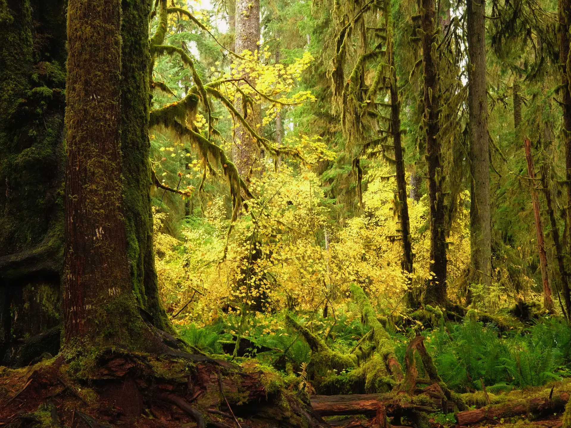 Explore the Olympic Peninsula's lush temperate rainforest during your visit to the Pacific Northwest. Richard Eden/Getty