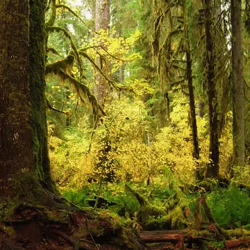 Explore the Olympic Peninsula's lush temperate rainforest during your visit to the Pacific Northwest. Richard Eden/Getty