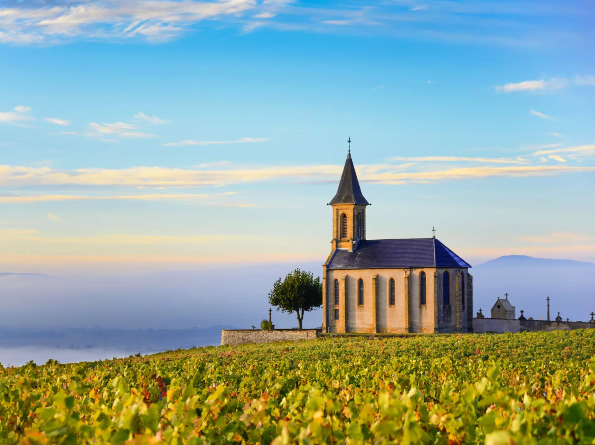 A quaint church at the top of a hill covered in vines bathed in morning mist