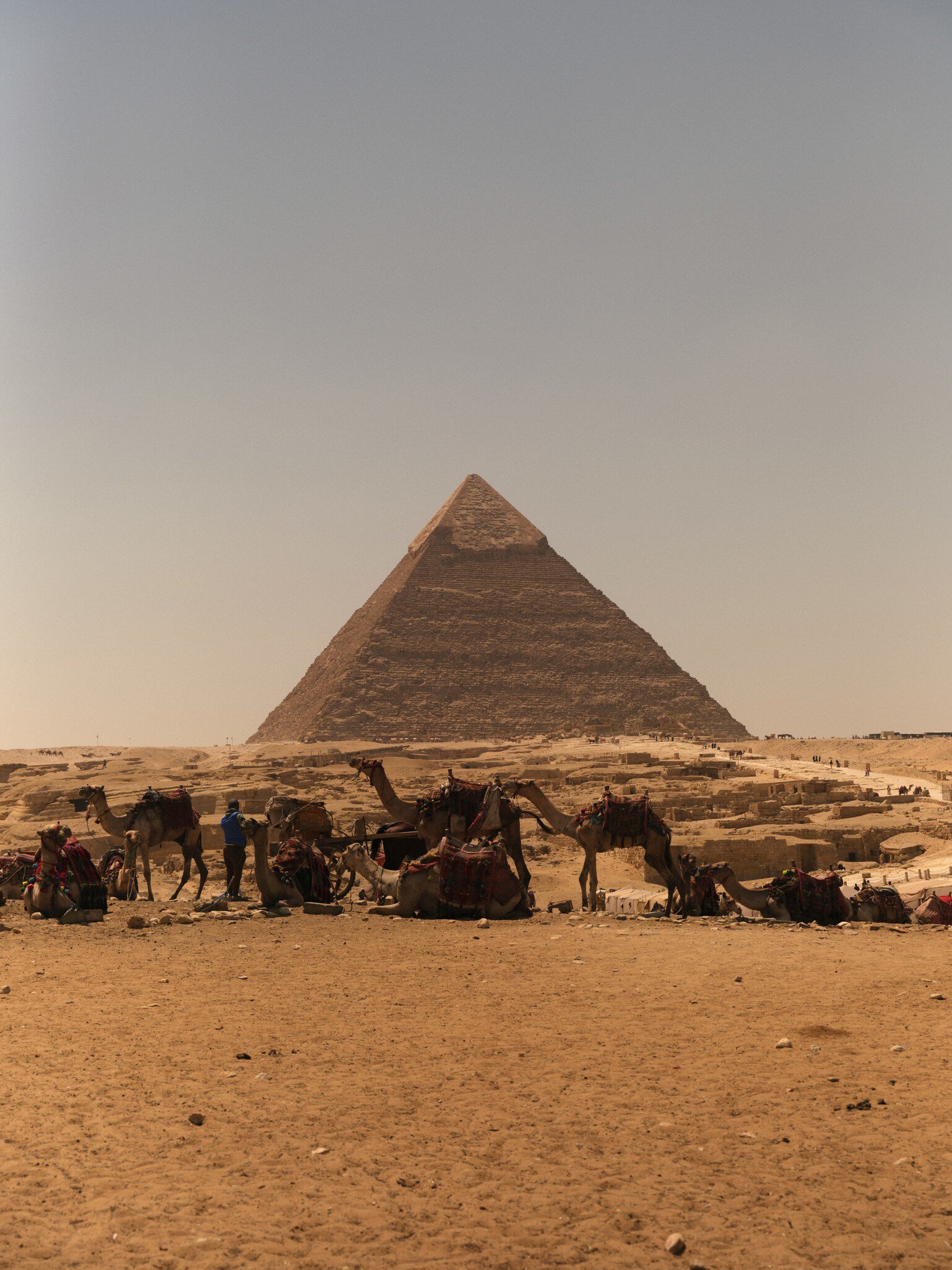 Saddled camels sitting and standing on sand with a handler nearby, the Pyramid of Khafre behind under a hazy sky, Giza.