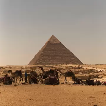 Saddled camels sitting and standing on sand with a handler nearby, the Pyramid of Khafre behind under a hazy sky, Giza.