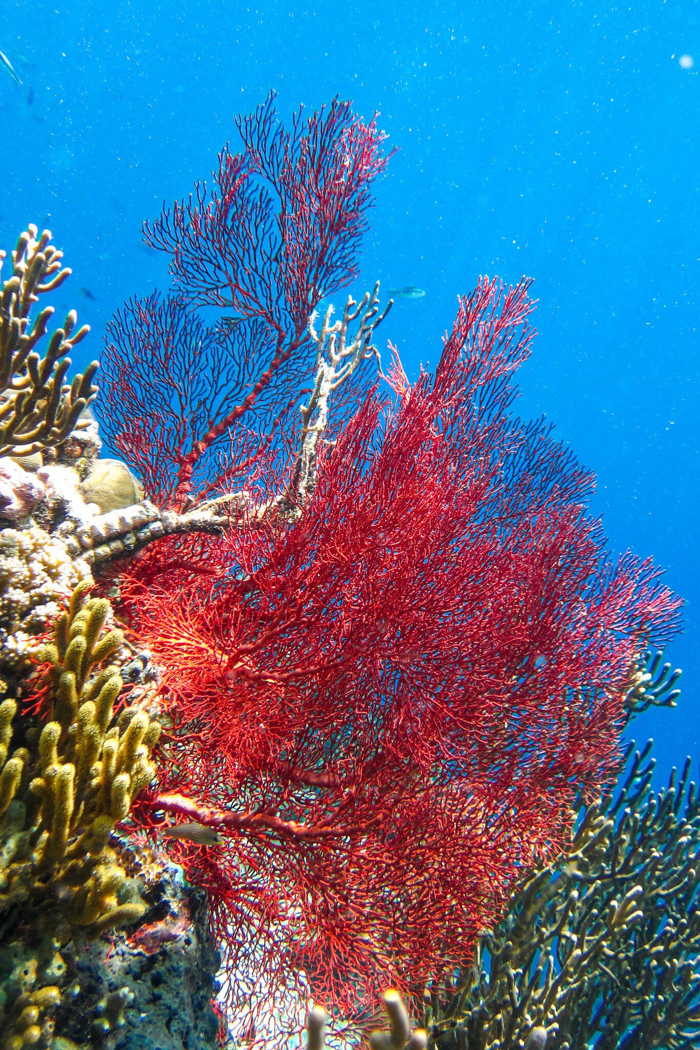Large red gorgonian sea fan beside yellow finger coral against blue water off Menjangan Island, Bali.