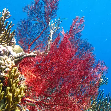 Large red gorgonian sea fan beside yellow finger coral against blue water off Menjangan Island, Bali.