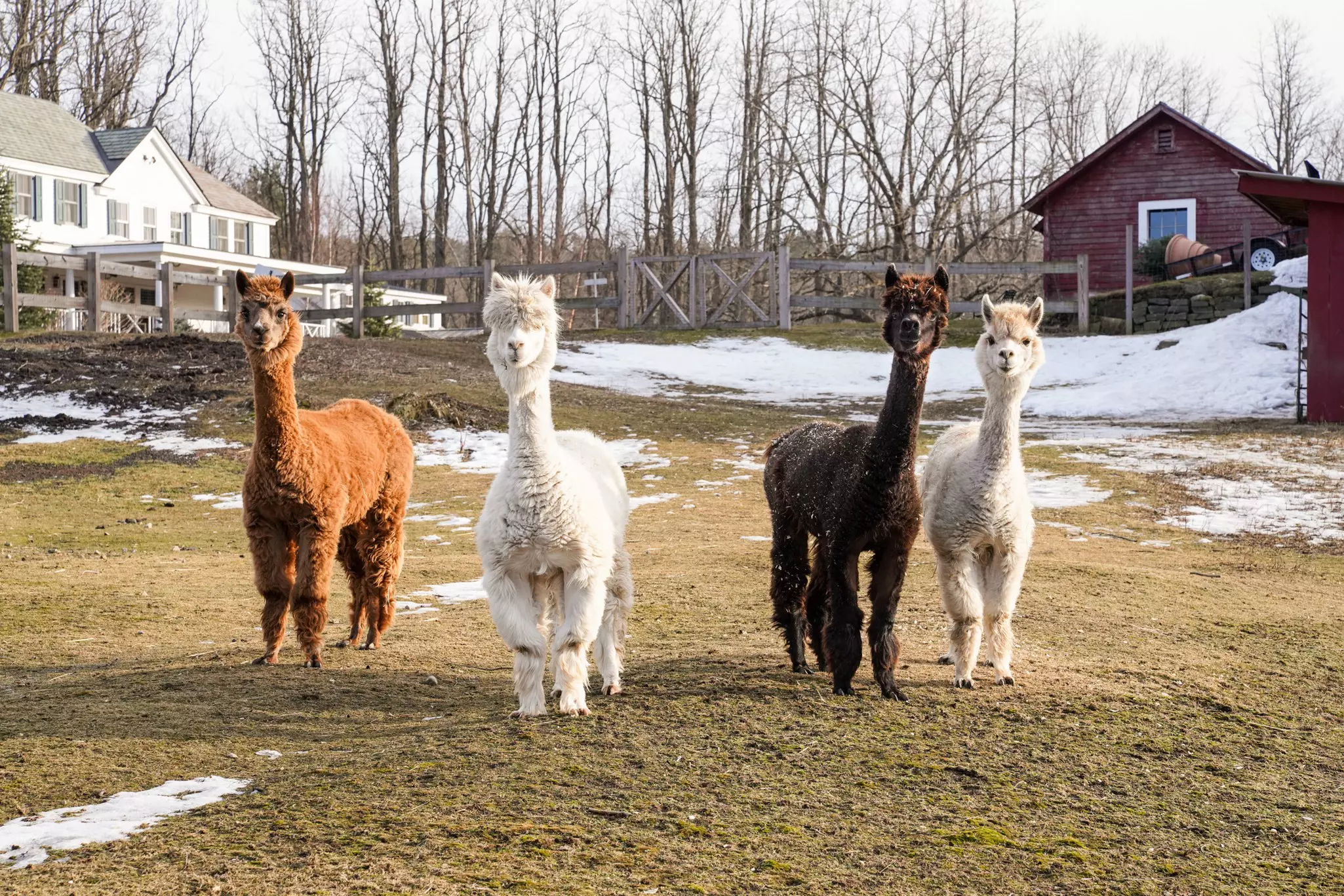 Four alpacas stand together at a farm in Vermont; two are white, one is black, and one is brown. There are patches of snow on the ground.