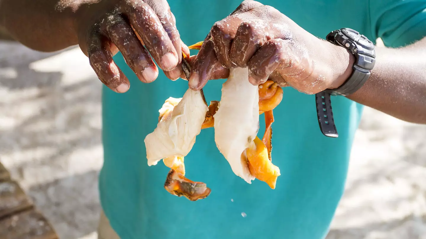 Close-up on the hands of a Black man wearing a green shirt and preparing conch in Exuma, Bahamas