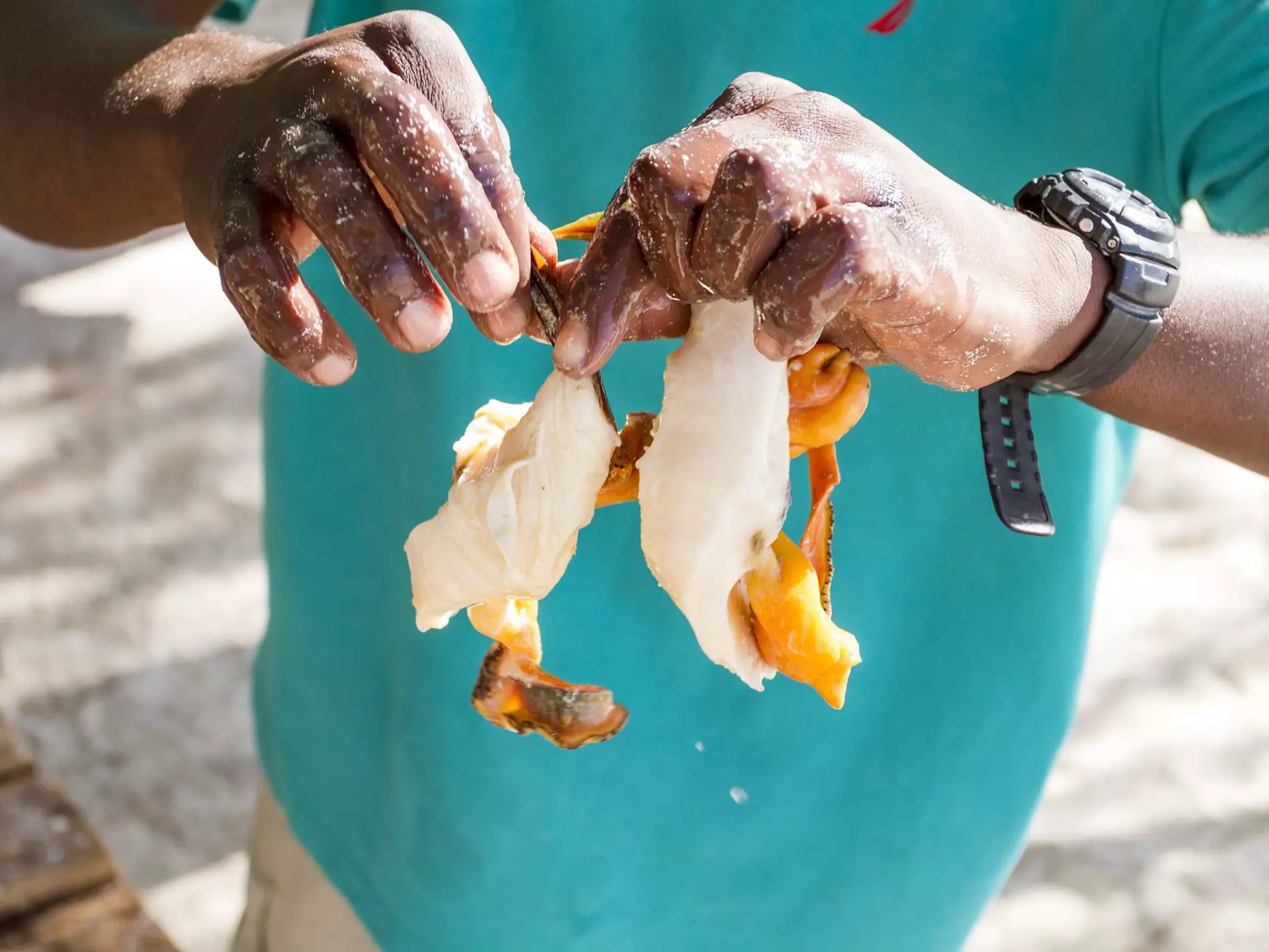 Close-up on the hands of a Black man wearing a green shirt and preparing conch in Exuma, Bahamas