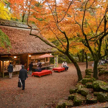 A Japanese teahouse surrounded by autumn leaves. 