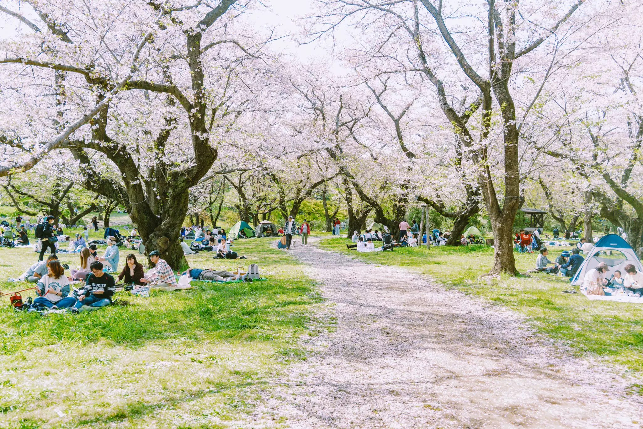 SHOWA MEMORIAL PARK, TOKYO. APRIL 2025