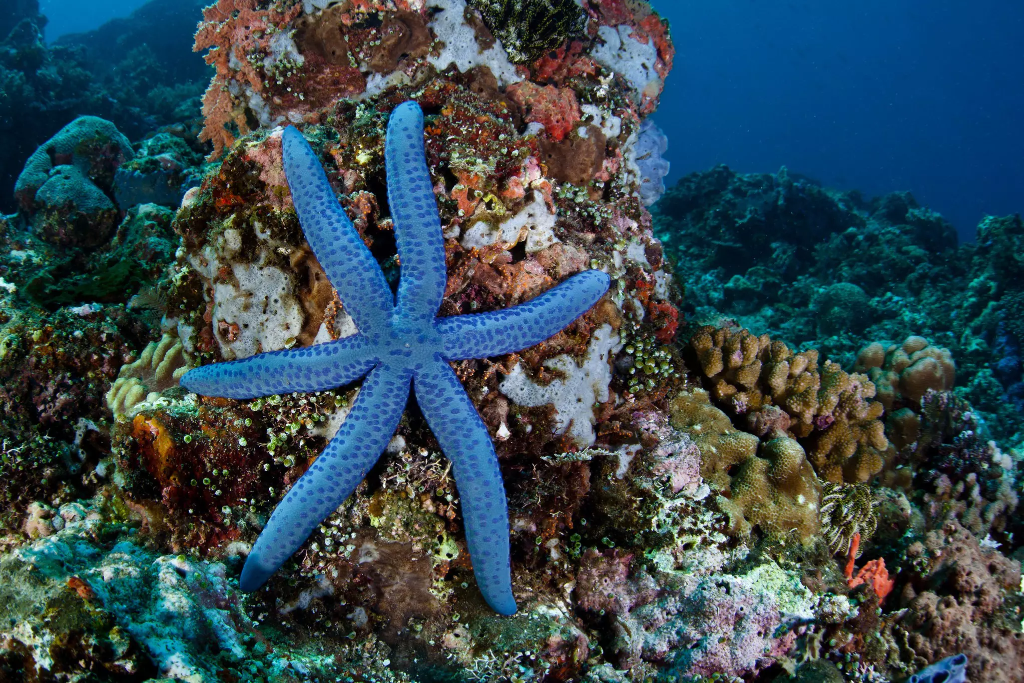 A six-armed blue seastar in the Lembeh Strait near Sulawesi, Indonesia.