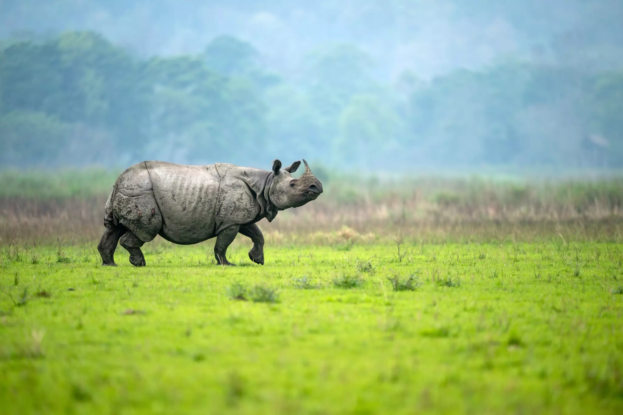 Assam's Kaziranga National Park is home to the one-horned rhino. Som Moulick/Shutterstock