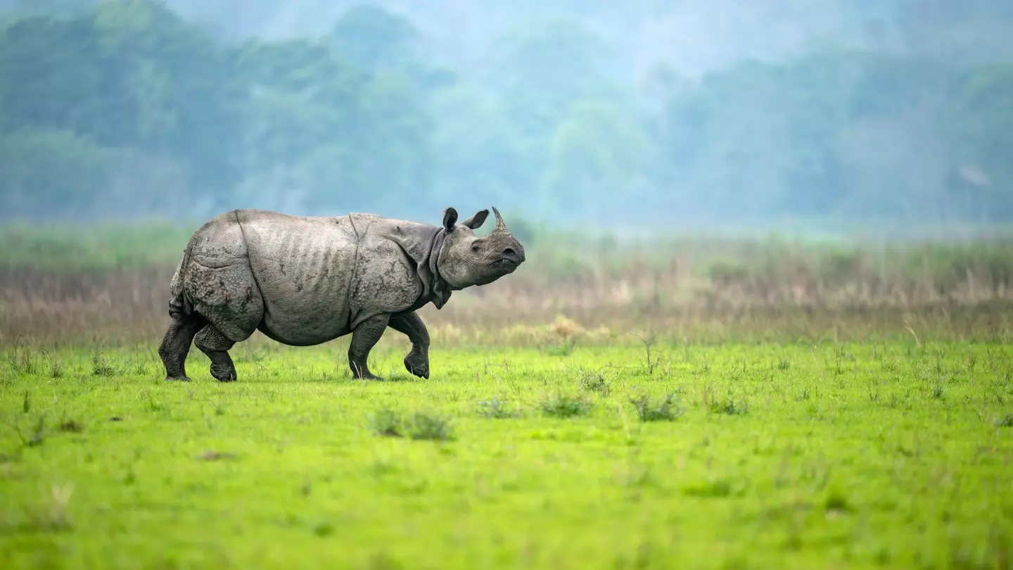 A male greater one-horned rhino walks in an alert manner in a meadow at Kaziranga National Park