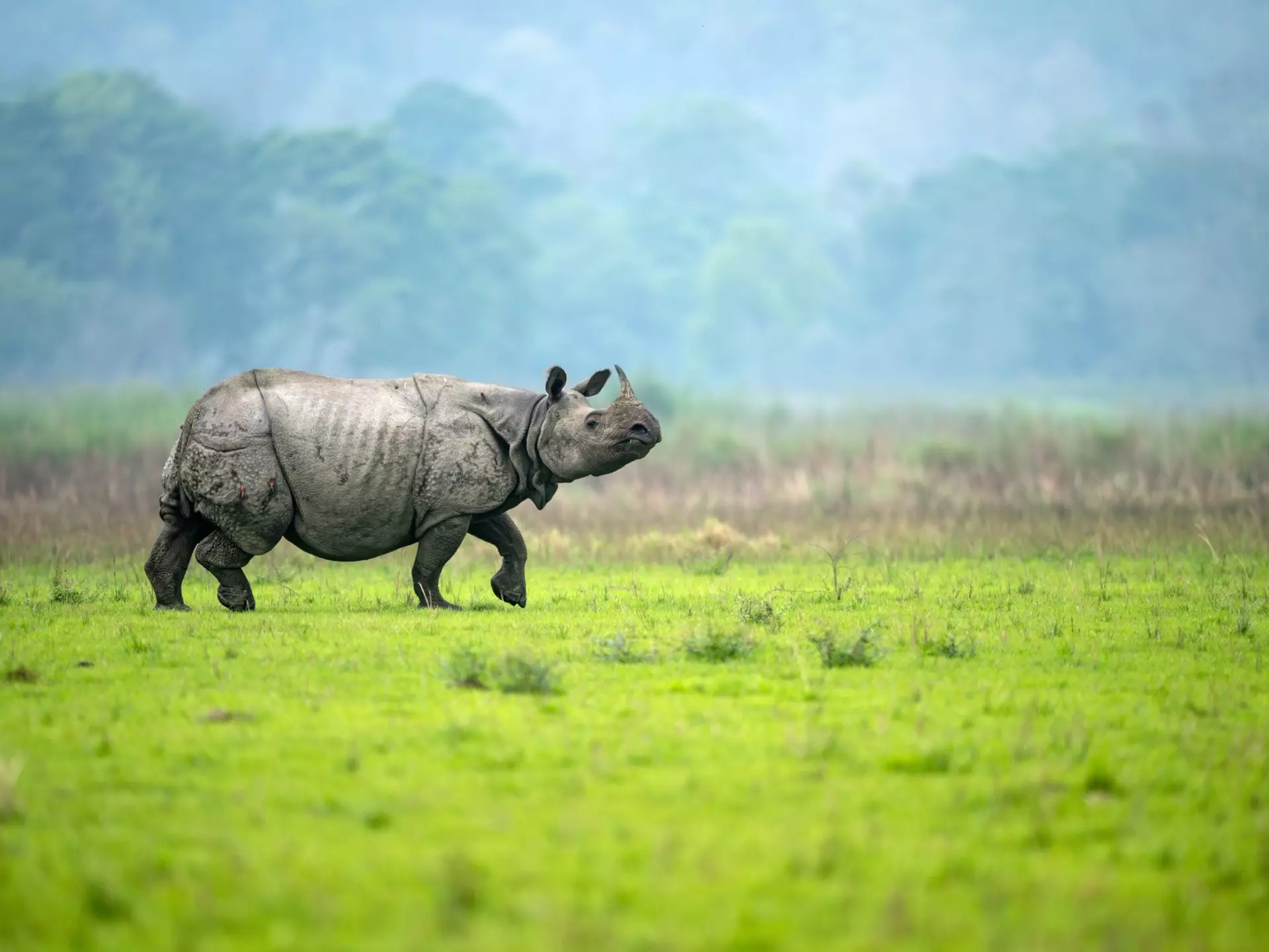 A male greater one-horned rhino walks in an alert manner in a meadow at Kaziranga National Park