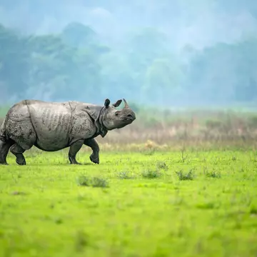A male greater one-horned rhino walks in an alert manner in a meadow at Kaziranga National Park