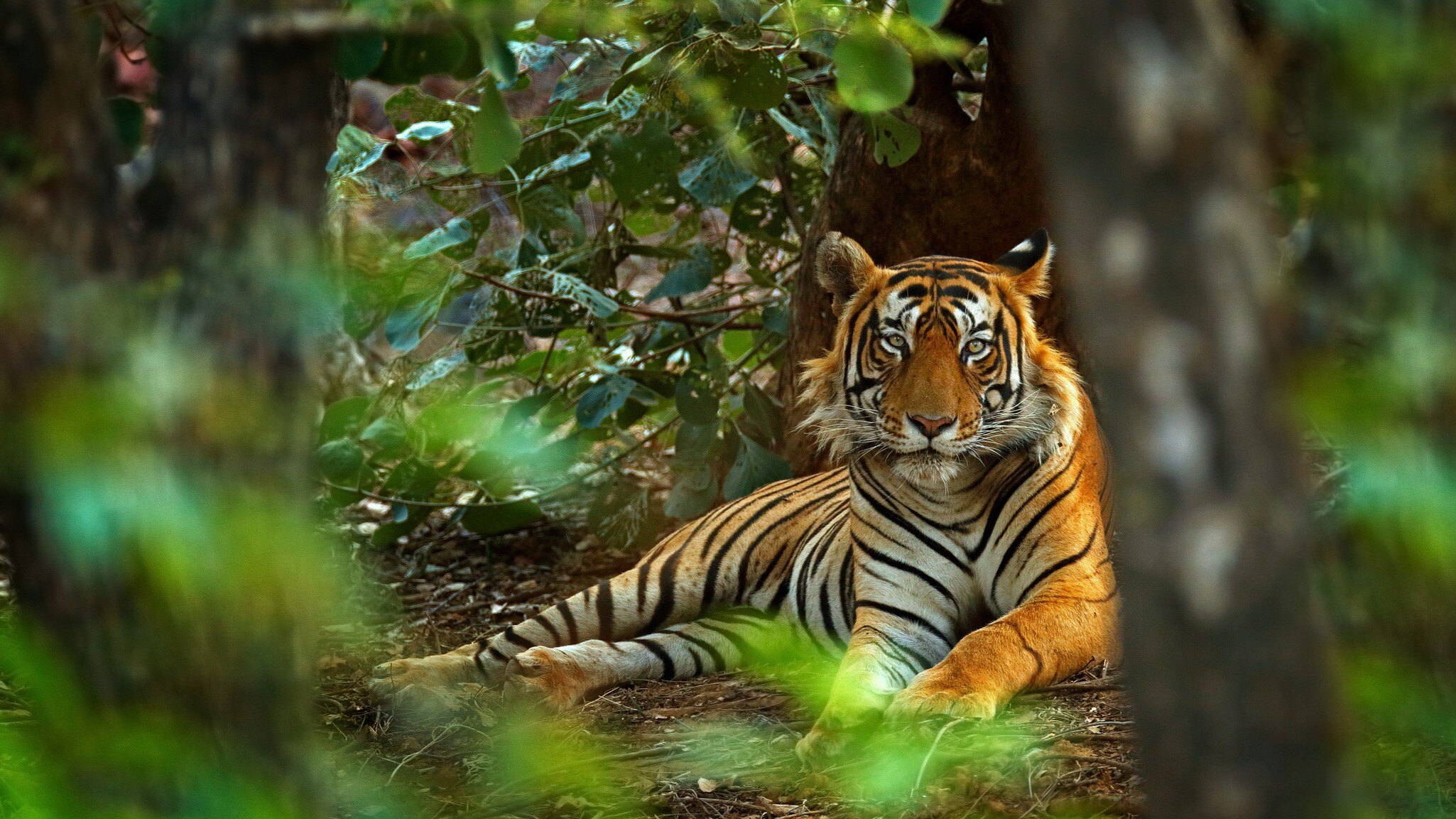 Tigers are just one of the animals you can track down in India's national parks. Ondrej Prosicky/Shutterstock