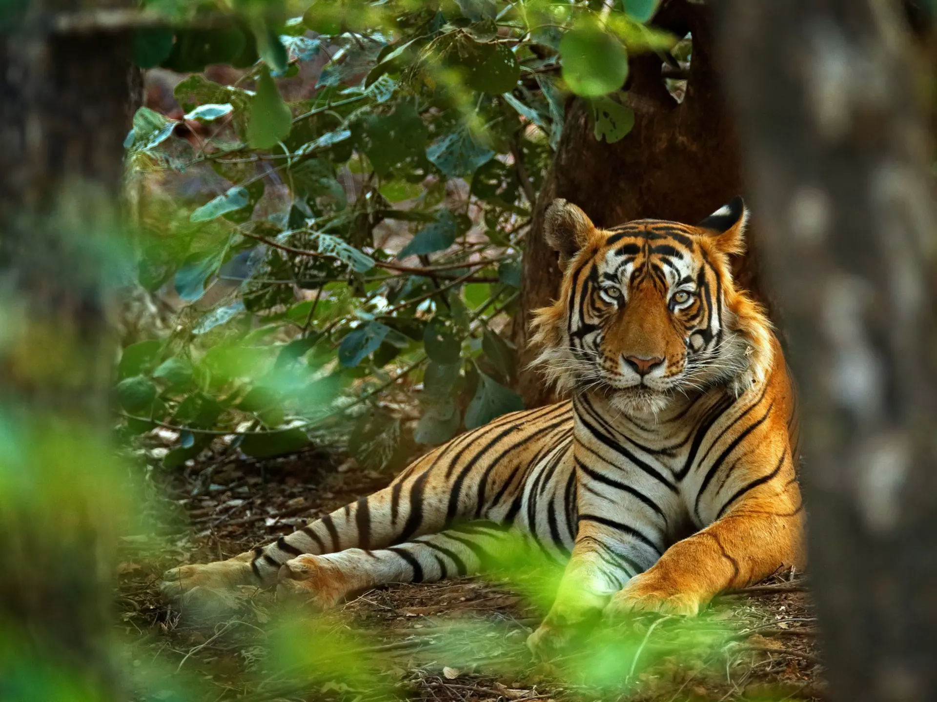 Tigers are just one of the animals you can track down in India's national parks. Ondrej Prosicky/Shutterstock