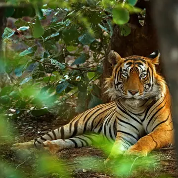 Tigers are just one of the animals you can track down in India's national parks. Ondrej Prosicky/Shutterstock
