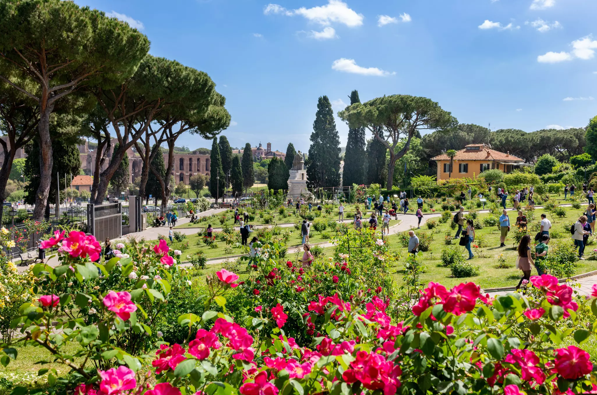 People wandering through a rose garden with flowers in bloom during spring.