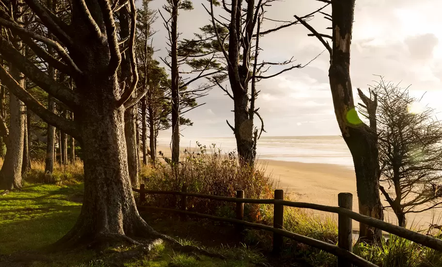 Tall spruce trees and a wooden fence frame a wide sandy beach at Arcadia Beach on the Oregon coast in golden light