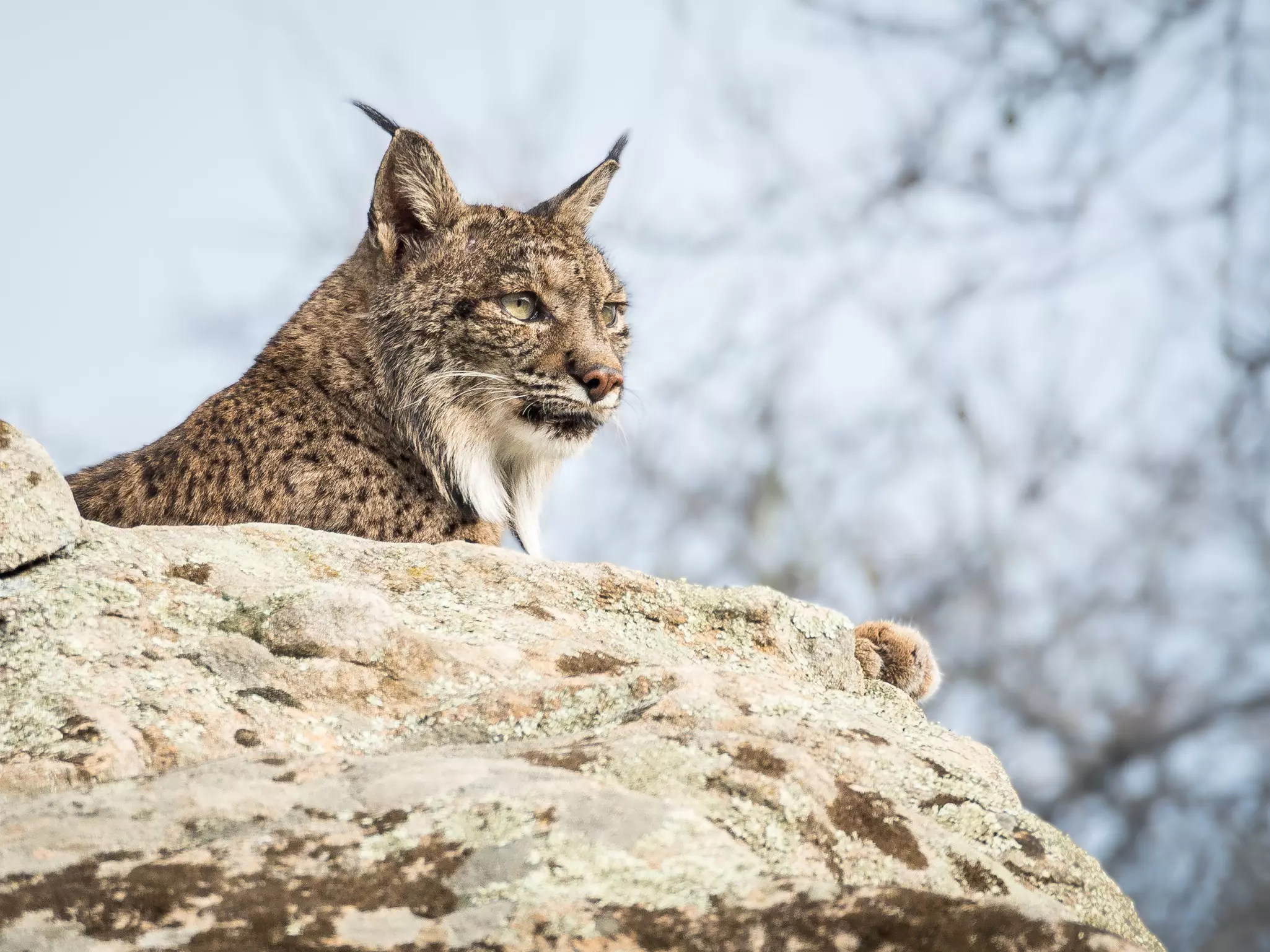 An iberian lynx sitting on a rock at Donana National Park.