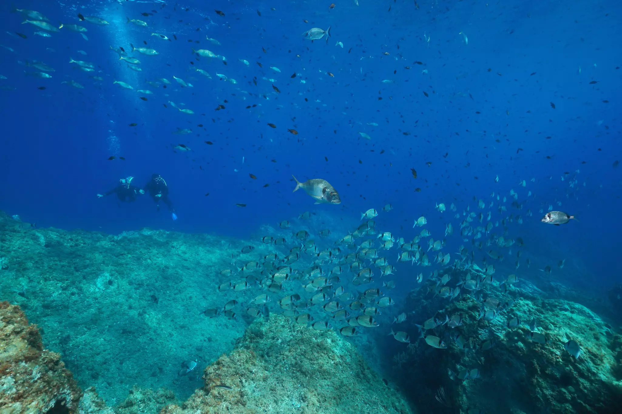 Schools of fish are pictured underwater, with scuba divers in the background.