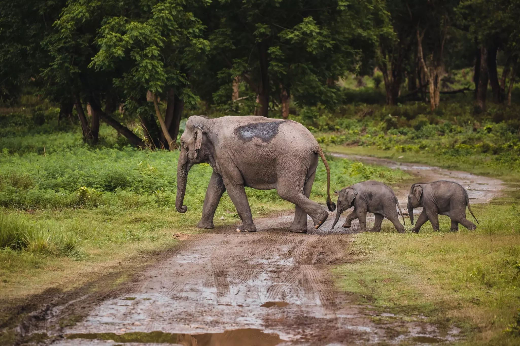 A large elephant followed by two babies wander through a clearing in woodland.