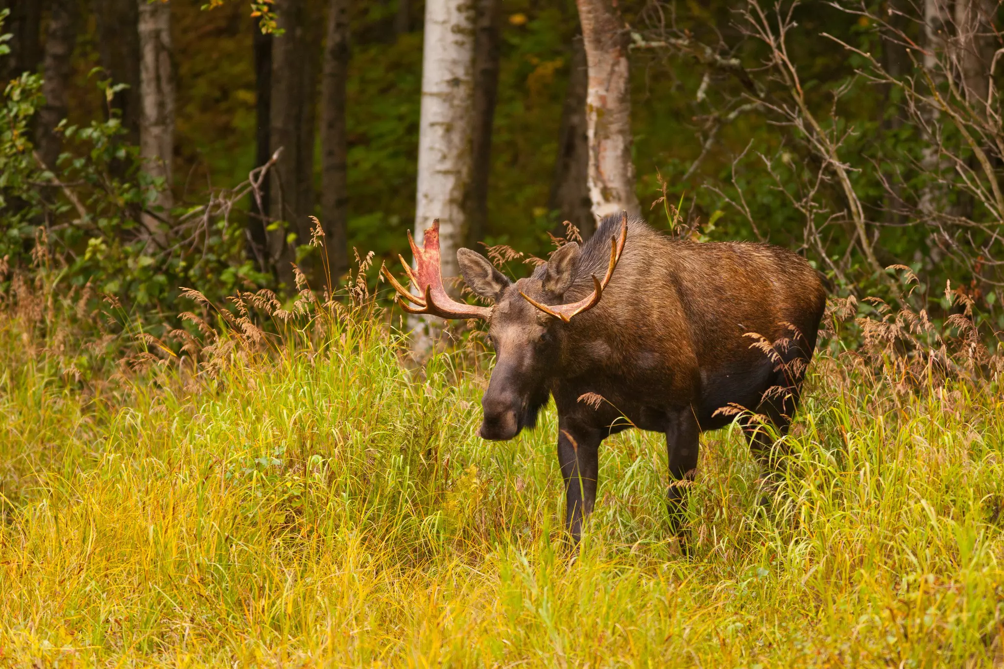 ANCHORAGE, ALASKA, USA: Young bull moose, Alces alces, in Kincaid Park.