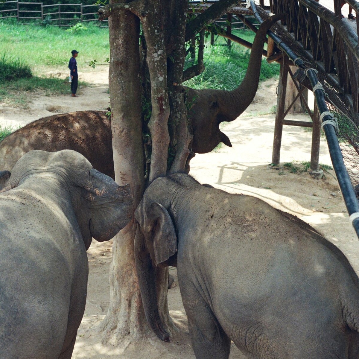 Elephant Kingdom